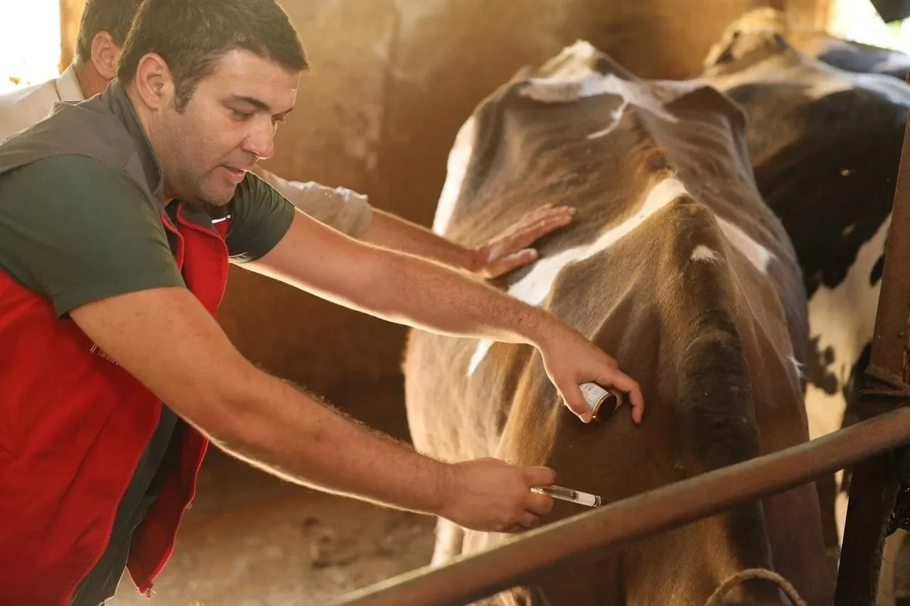 Denizli’de 251 bin hayvan şap hastalığına karşı aşılandı