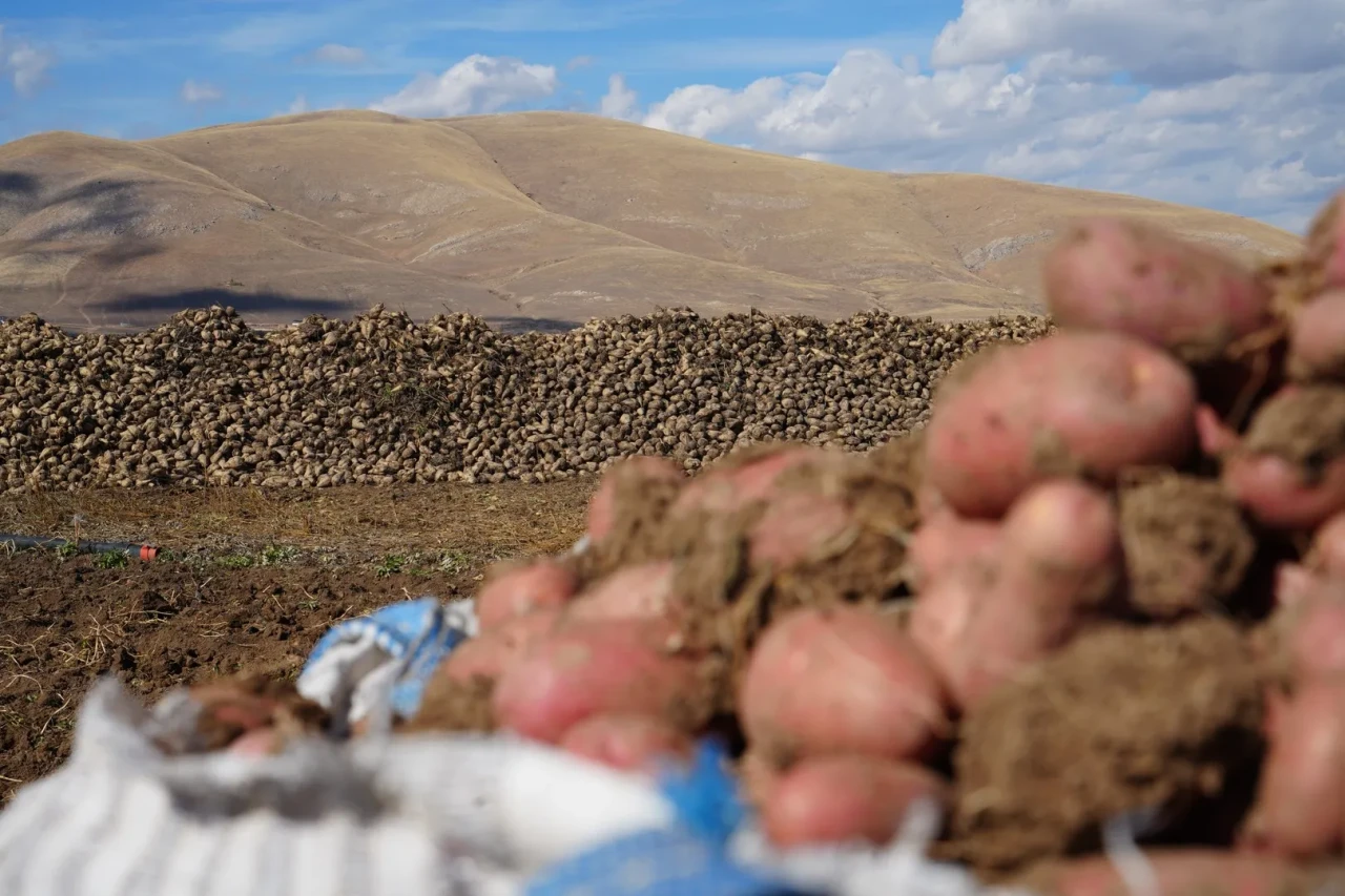 Bayburt'un Çayıryolu köyünde patates hasadı için İranlı işçiler çalışıyor