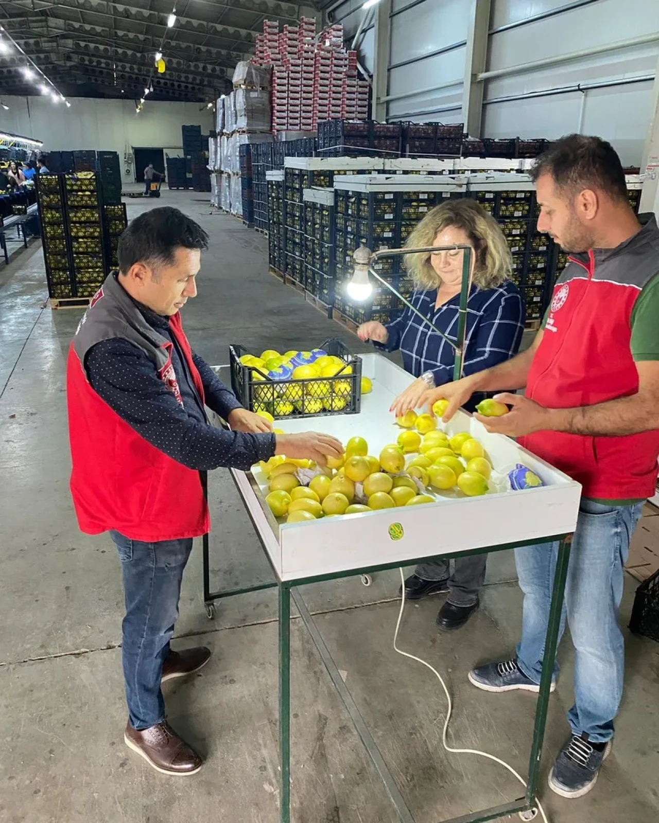 Ortaca’da ihracata giden ürünler Bitki Sağlık Sertifikası alarak onaylandı