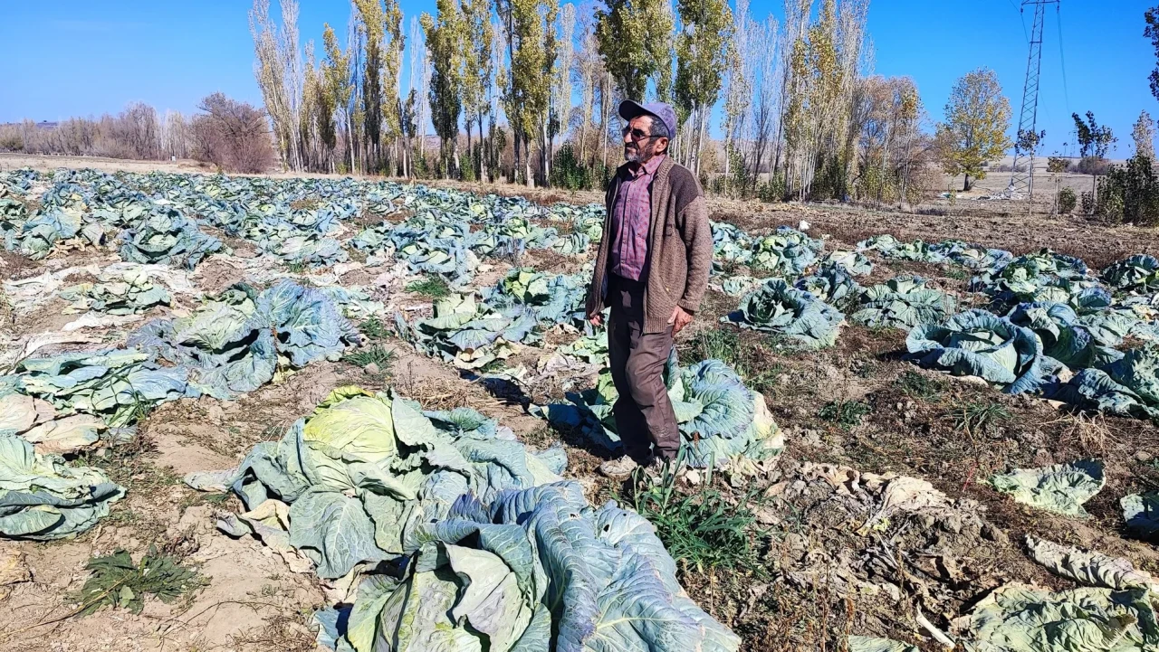 Yozgat'ta baba ve oğul 30 yıldır organik lahana yetiştiriyor