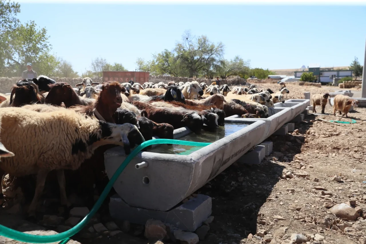 MARDIN Büyükşehir Belediyesi 5 Ilçede 330 Sıvat Dağıttı