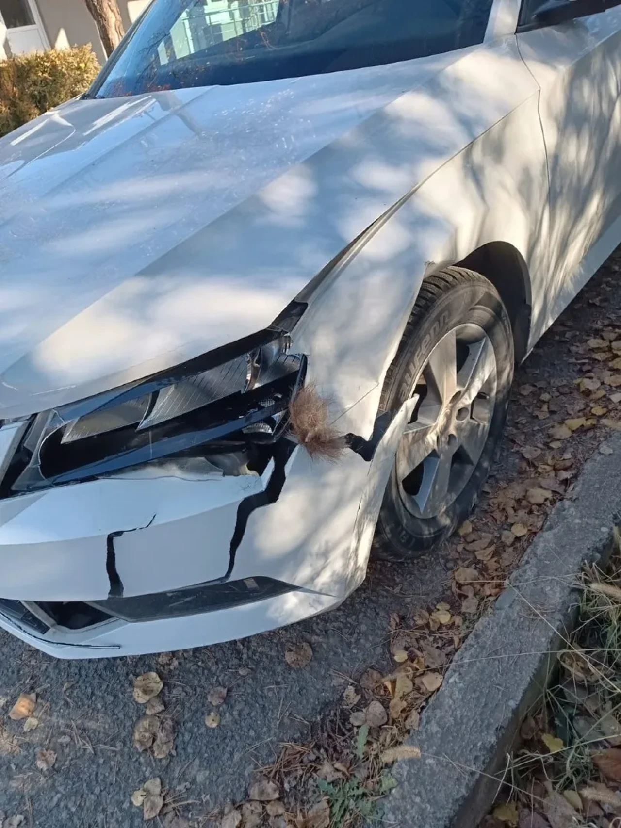 Erzurum'un İspir ilçesinde yola çıkan boz ayı otomobile çarparak hasara neden oldu