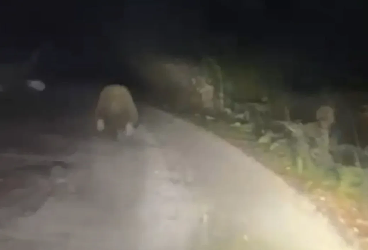 Bolu'da aracın ışıklarından korkan ayı panikle kaçtı