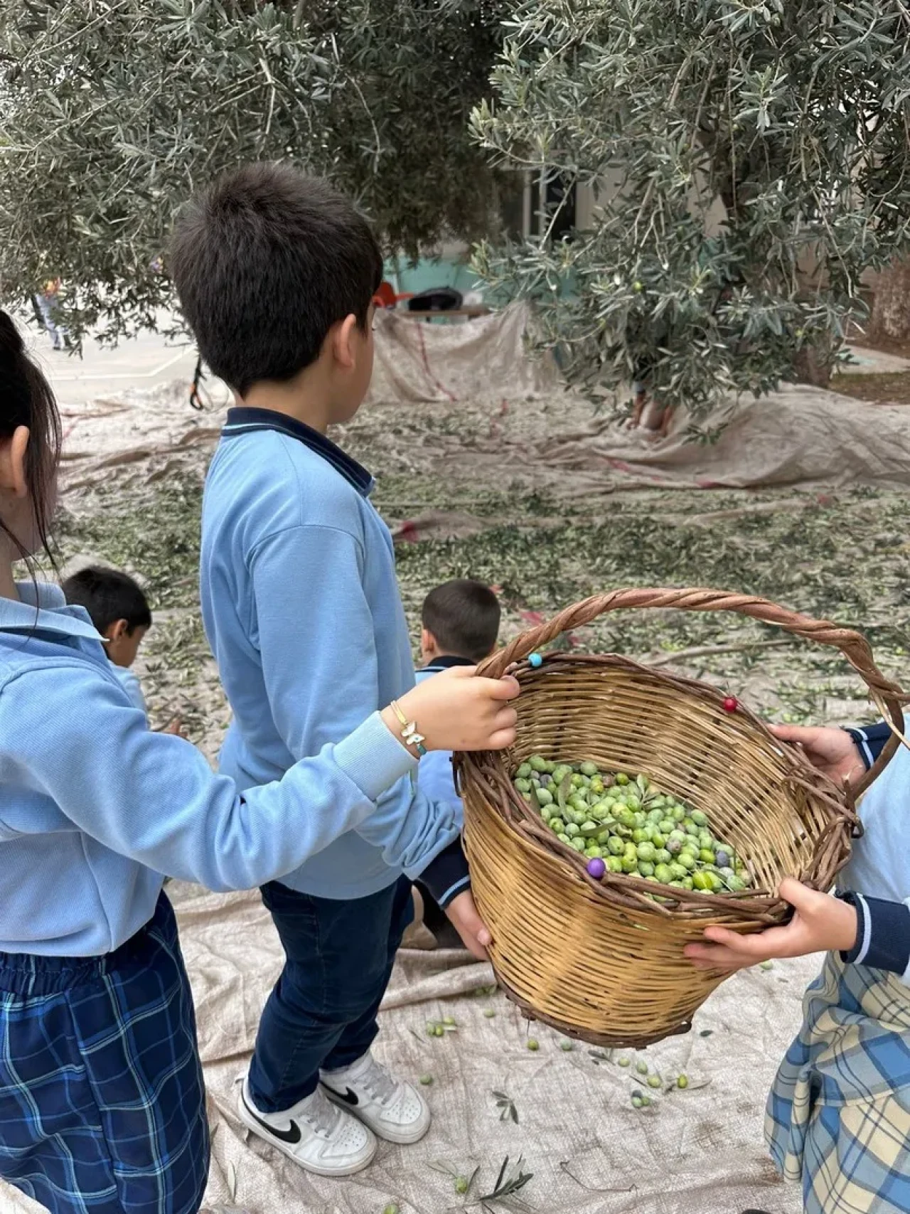 Aydın'da minikler zeytinin ağaçtan sofraya yolculuğunu uygulamalı öğrendi