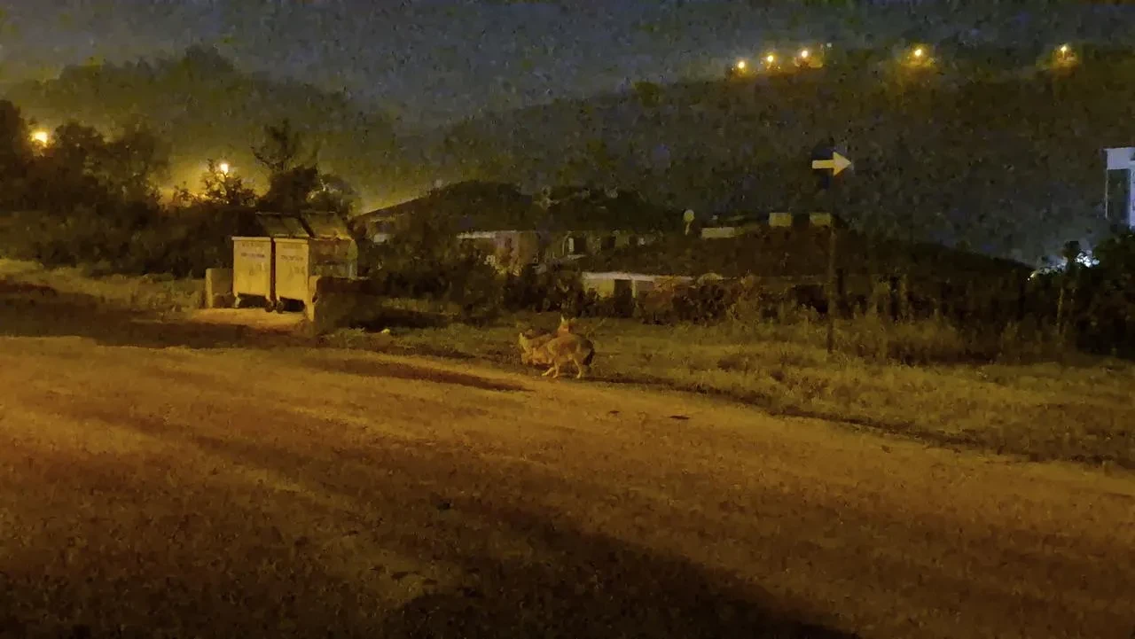 Çakallar Bartın şehir merkezinde sürü halinde görüldü