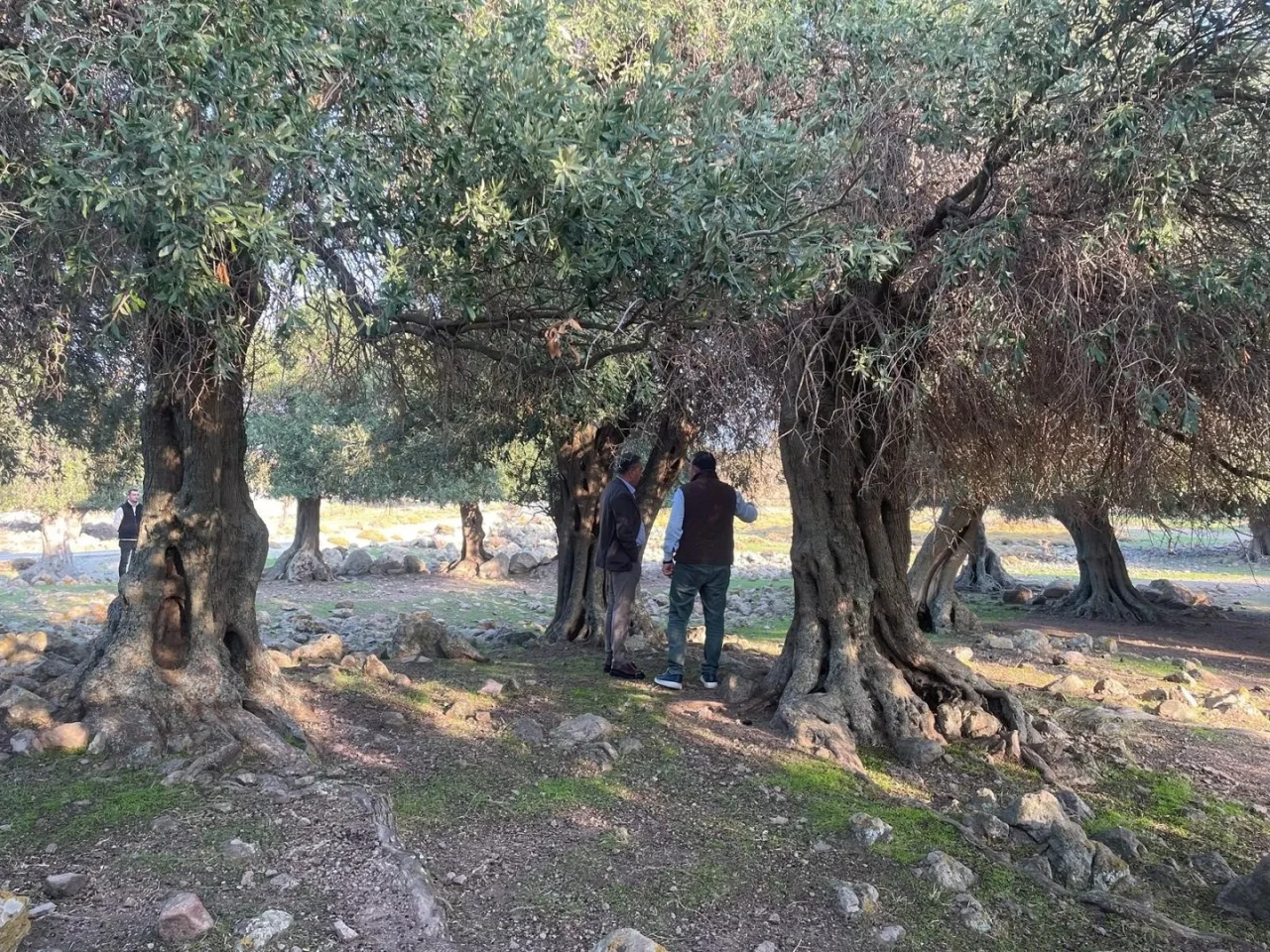Gökçeada'da dünyada nadir bulunan ladolia zeytinleri doğal yöntemlerle yetiştiriliyor