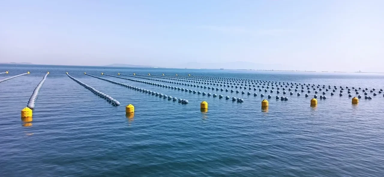 İstanbul'da gıda zehirlenmesi vakaları sonrası kaçak midye uyarısı yapıldı
