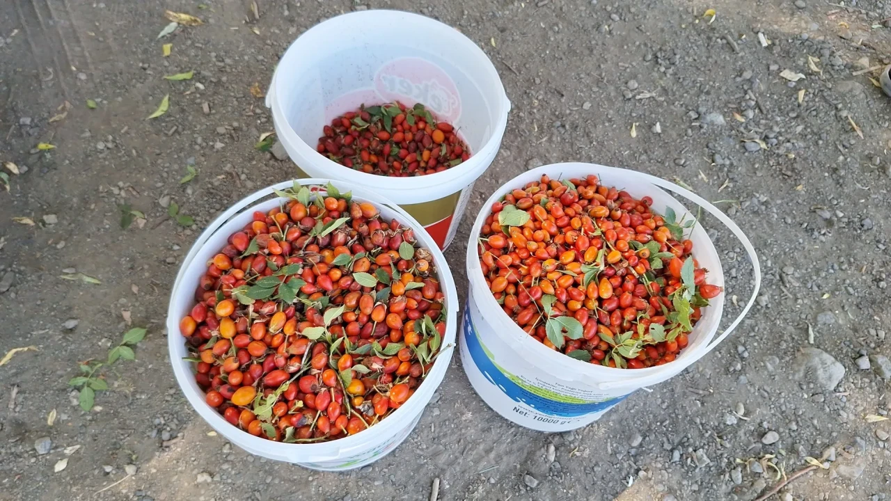 Erzincan'da kış hazırlıkları için kadınlar kuşburnu topluyor ve işliyor