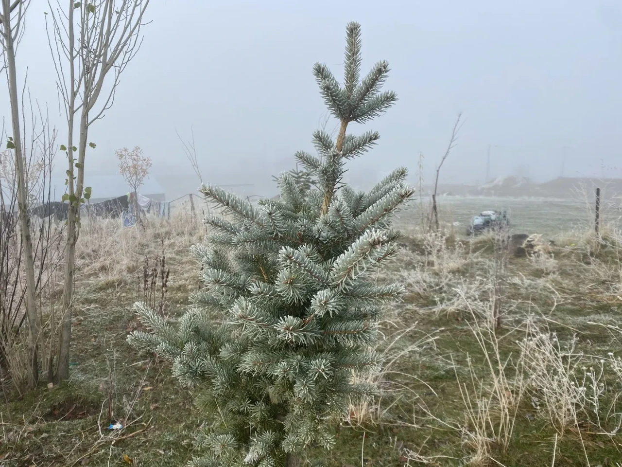 Ağrı'nın Patnos ilçesinde gece sıcaklıklarının düşmesiyle kırağı oluşumu etkisini gösterdi