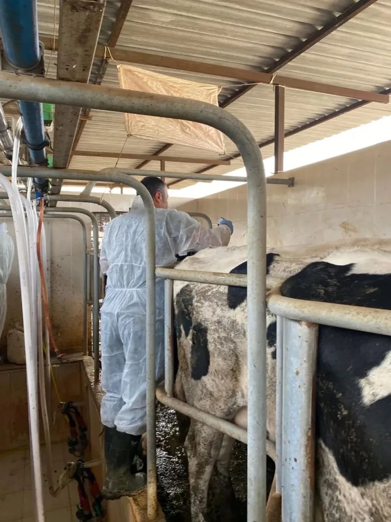 Aydın'da şap hastalığına karşı 565 bin 687 doz aşı uygulandı