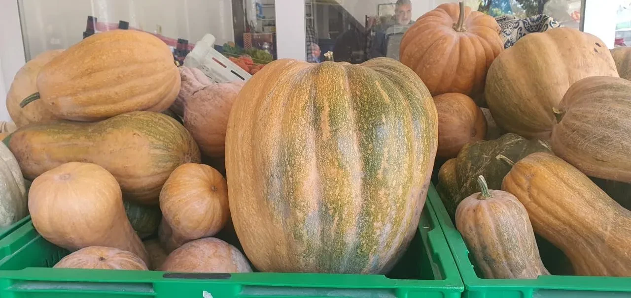 Elazığ’ın Palu ilçesinde ata tohumu kabaklar 35 kiloya ulaştı