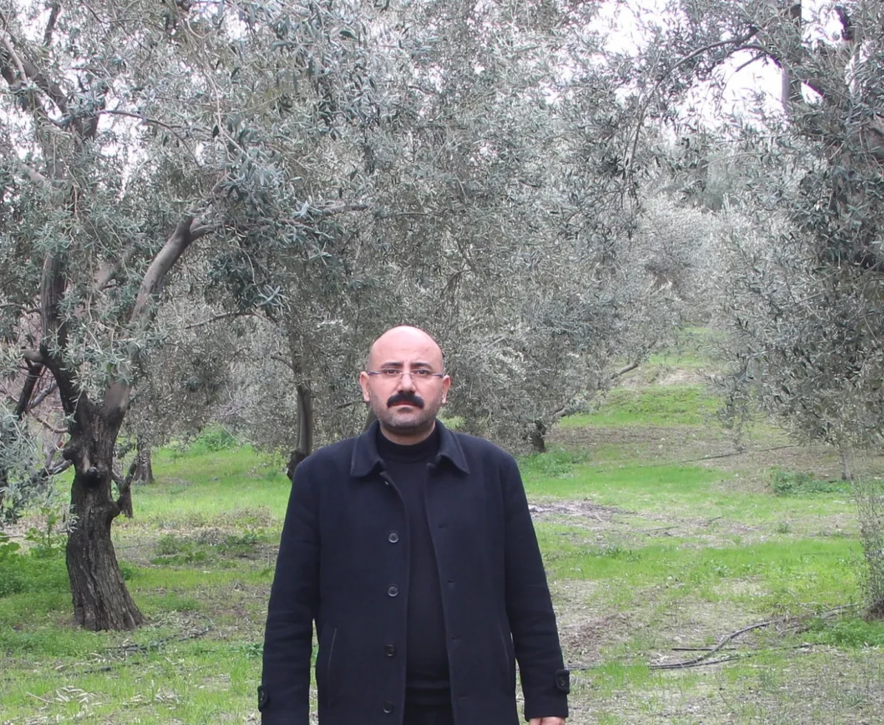 Mut'ta bu yıl 120 bin ton zeytin ve 10 bin ton zeytinyağı rekoltesi