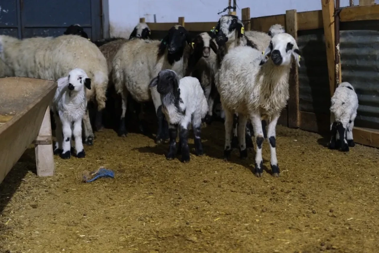 Erzincan’da yılın ilk kuzularının doğması üreticilere umut oldu