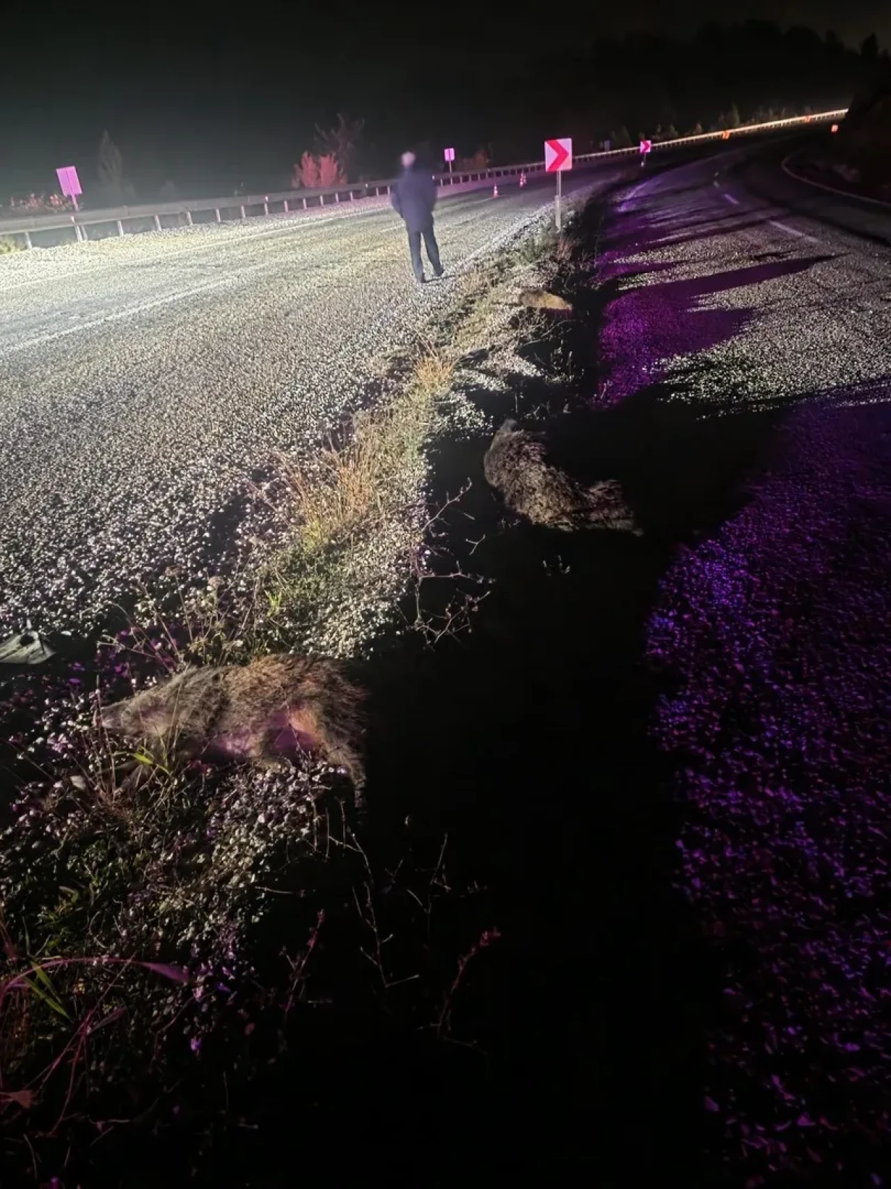 Sinop Belediye Başkanı Metin Gürbüz'ün makam aracı domuz sürüsüne çarptı, 12 domuz öldü