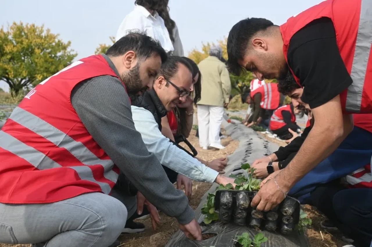 Malatya’da çilek yetiştiriciliği için hibe destekli proje hayata geçirildi