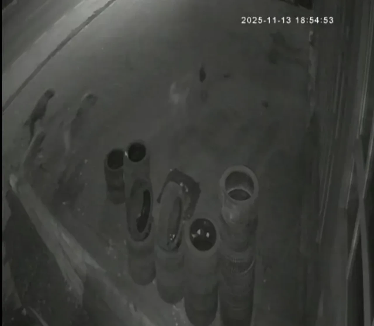 Muş'ta köpeklerin saldırdığı tavuk lastikçi dükkanına sığındı