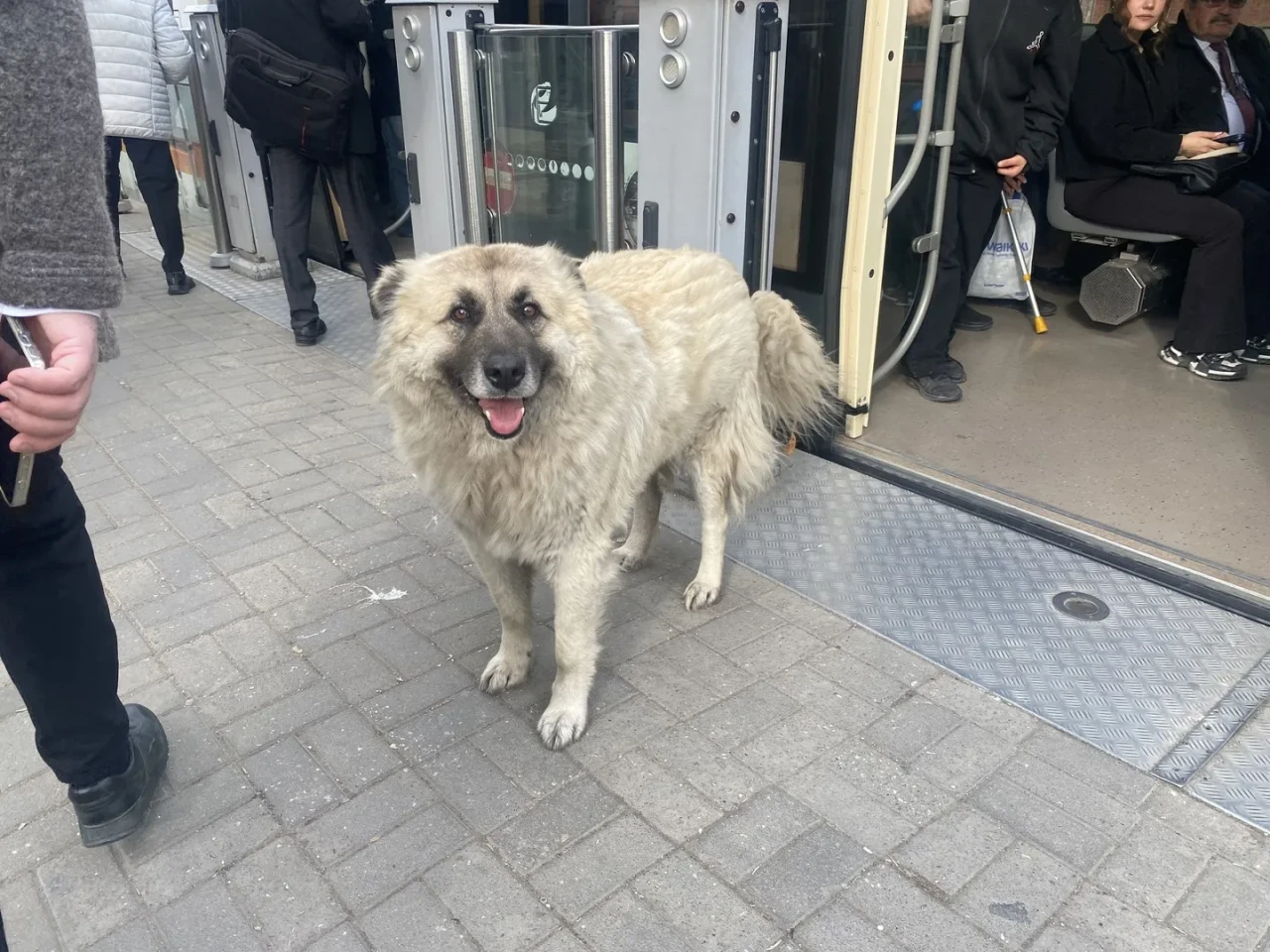 Eskişehir'de tramvaya binen köpek ve onu seven çocuk herkesi gülümsetti