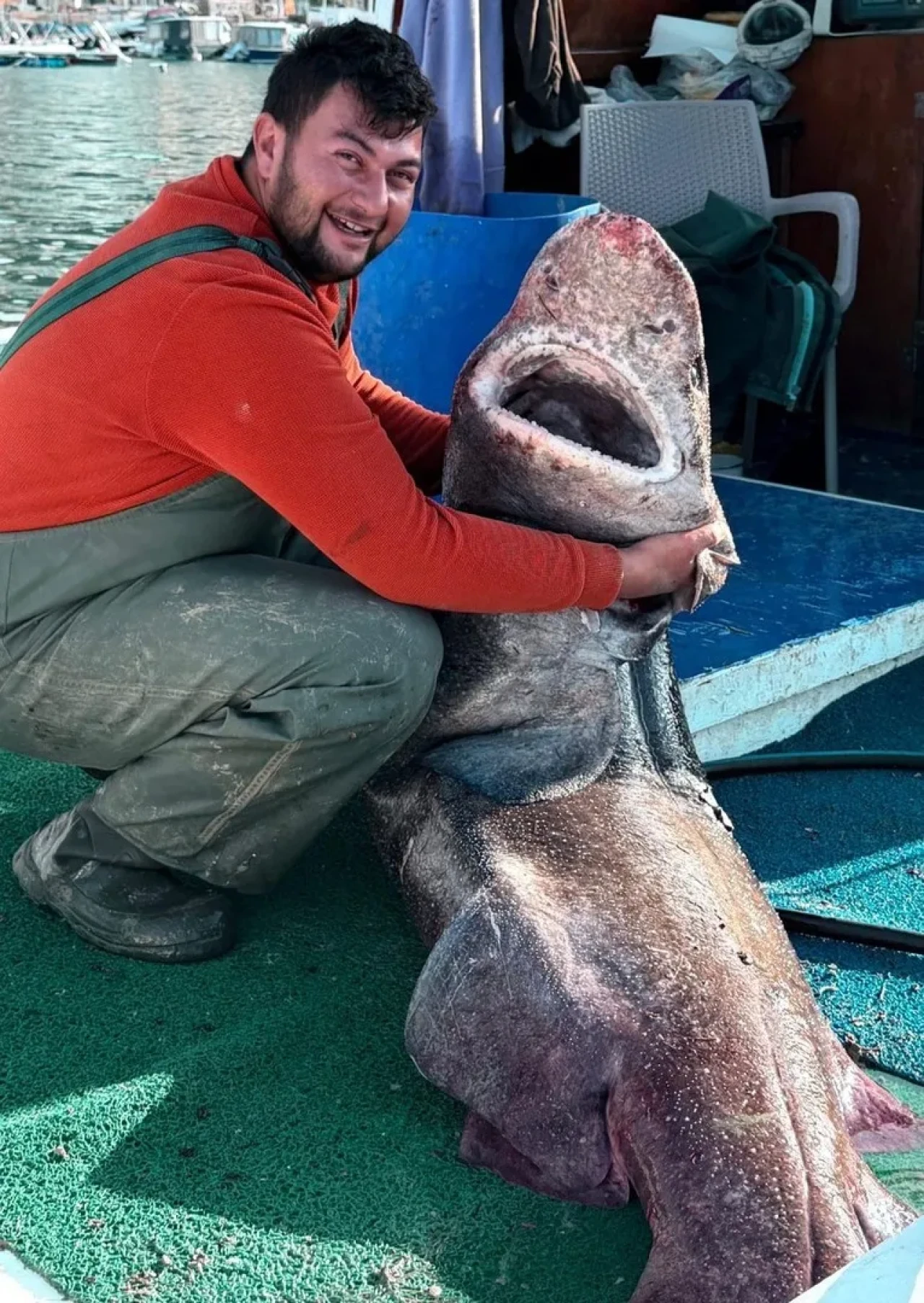 Yalova açıklarında 4 metre uzunluğunda pamuk cinsi köpek balığı balıkçının ağına takıldı