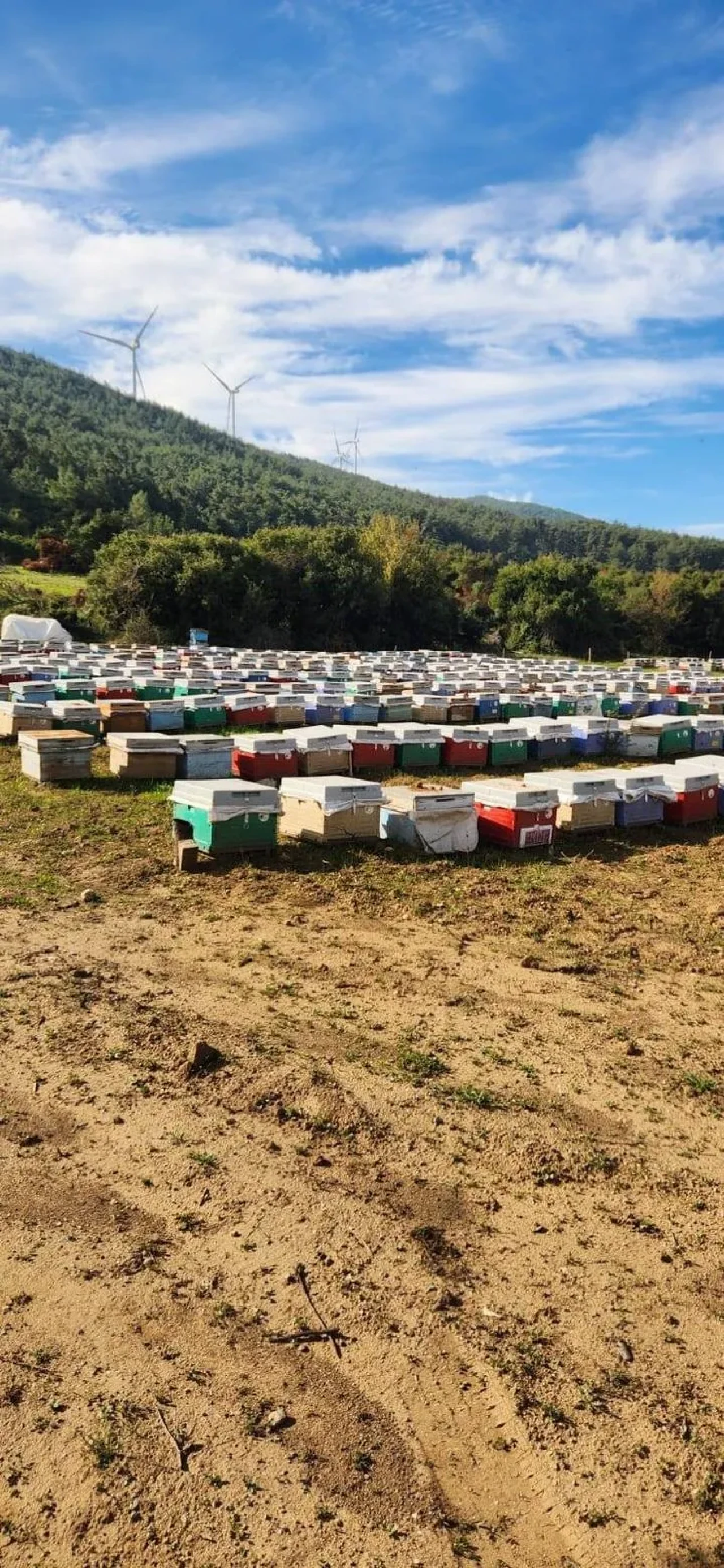 Söke'de gezginci arıcıların arılı kovan tespitleri tamamlandı