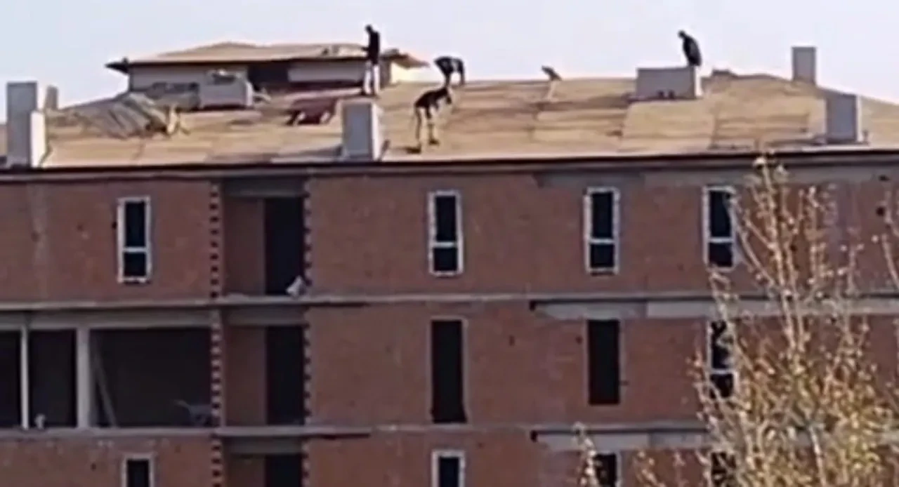 Karabük'te inşaat çatısında güvenlik önlemi olmadan çalışan işçi kameraya yansıdı