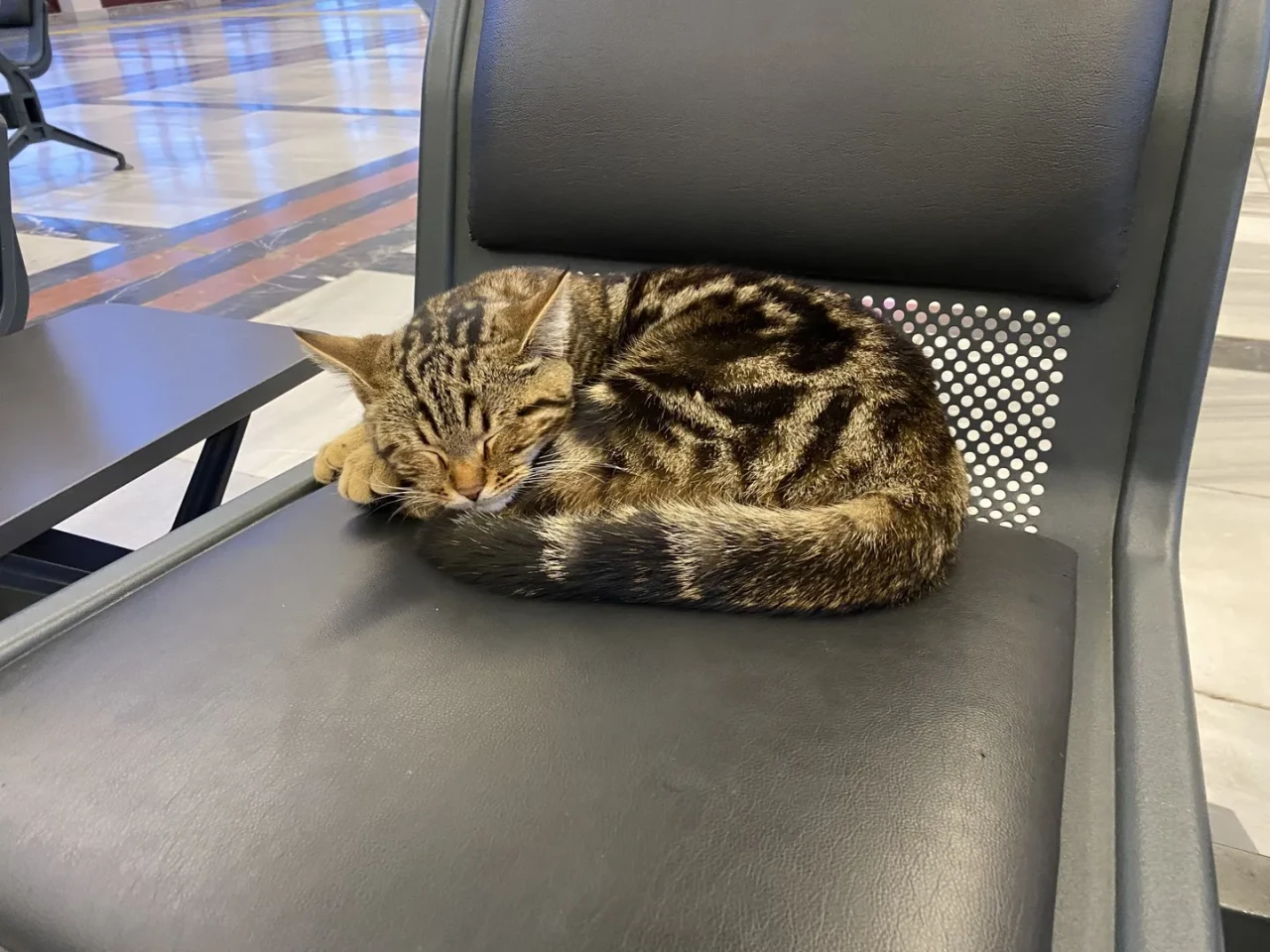 Eskişehir Tren İstasyonu'nda oturaklarda uyuyan kediler yolcuların ilgisini çekiyor