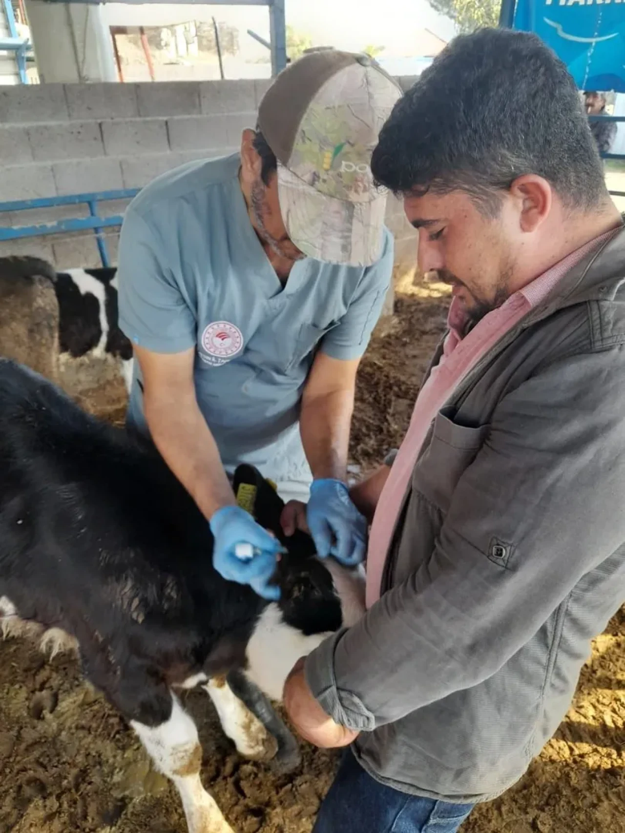 Karpuzlu'da hayvan sağlığı için aşılama ve denetimler sürüyor