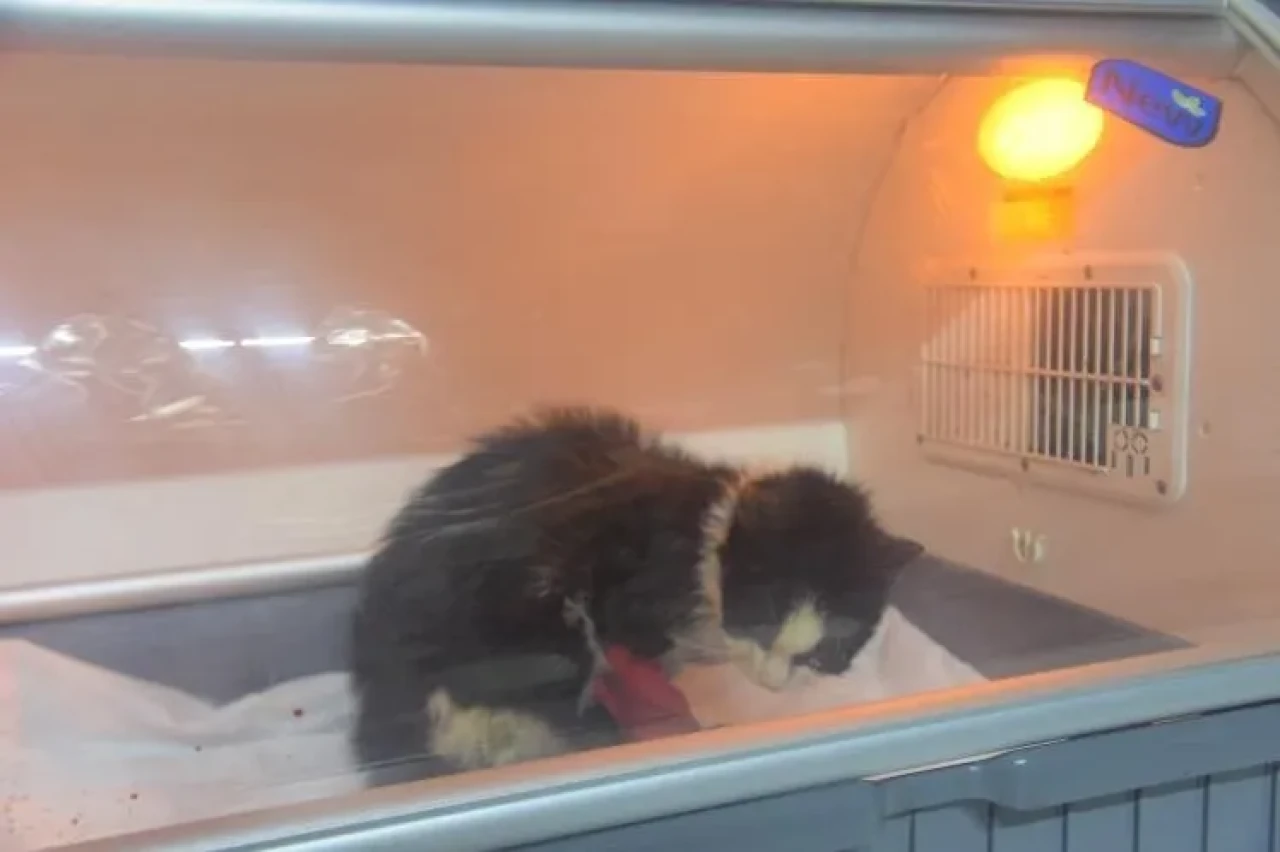 Bilecik'te distal oblik kırığı tespit edilen sokak kedisi başarılı operasyonla sağlığına kavuştu