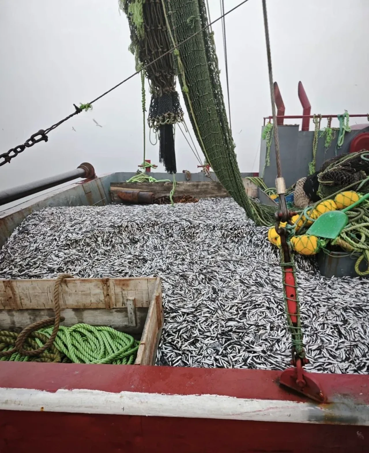 Samsun’da 1 milyon 843 bin 550 kilo hamsi denetimden geçirildi