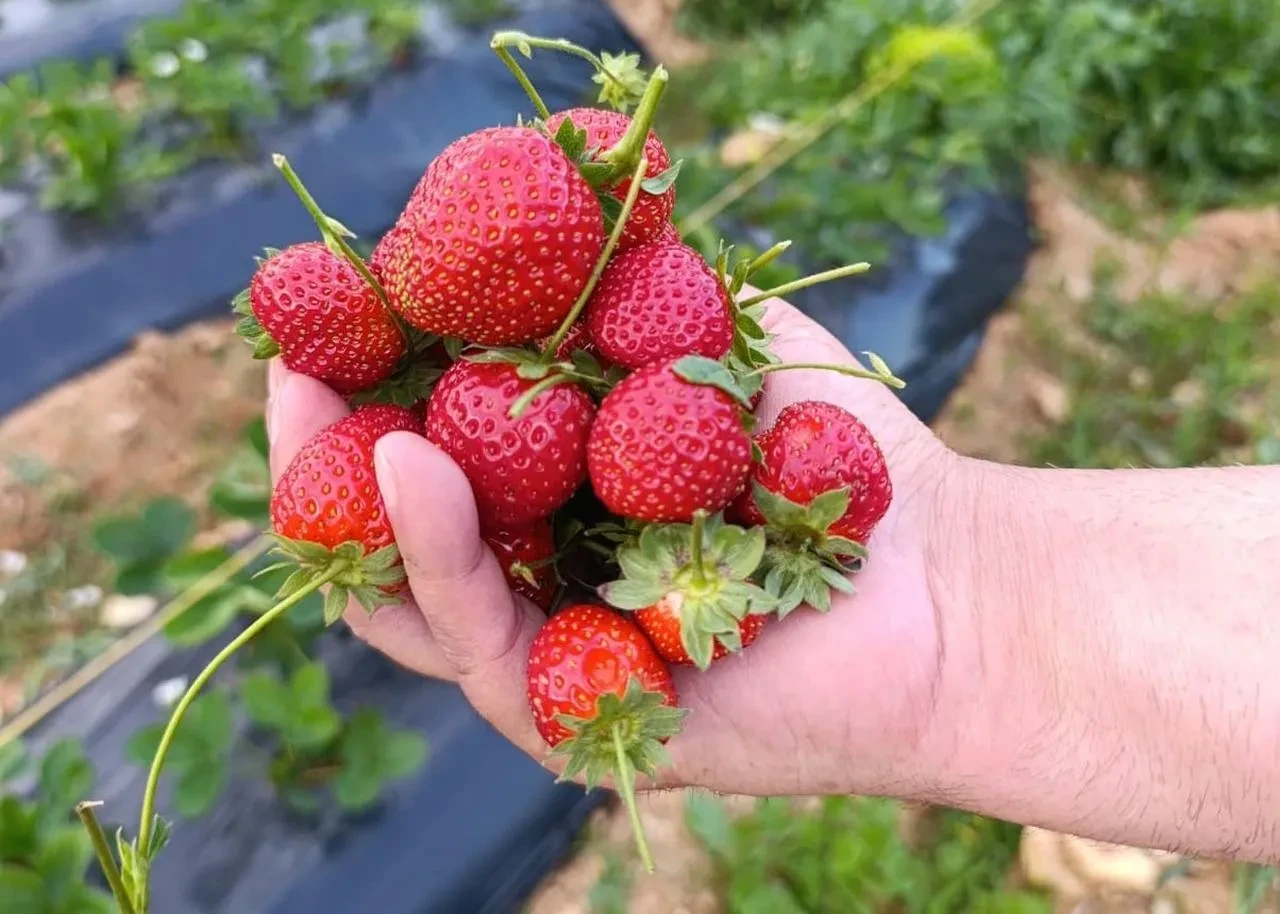 Manisa’nın Köprübaşı ilçesinde çilek üretimi dört mevsim sürüyor