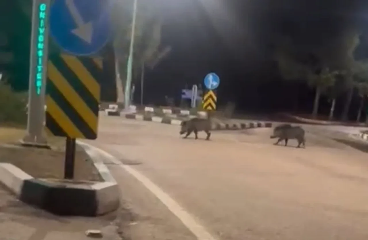 Adana'da Çukurova Üniversitesi yerleşkesine sürü halinde giren domuzlar görüntülendi
