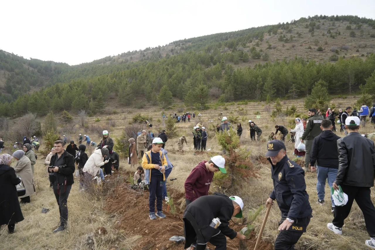 Gümüşhane'de milli ağaçlandırma günü kapsamında sarıçam fidanları dikildi