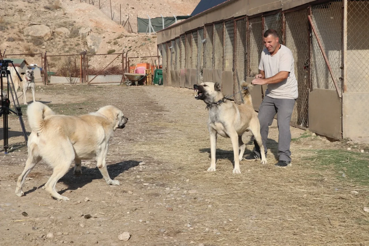 kurtların yerleşim yerlerine yaklaşması uzmanlara göre doğanın bir uyarısı