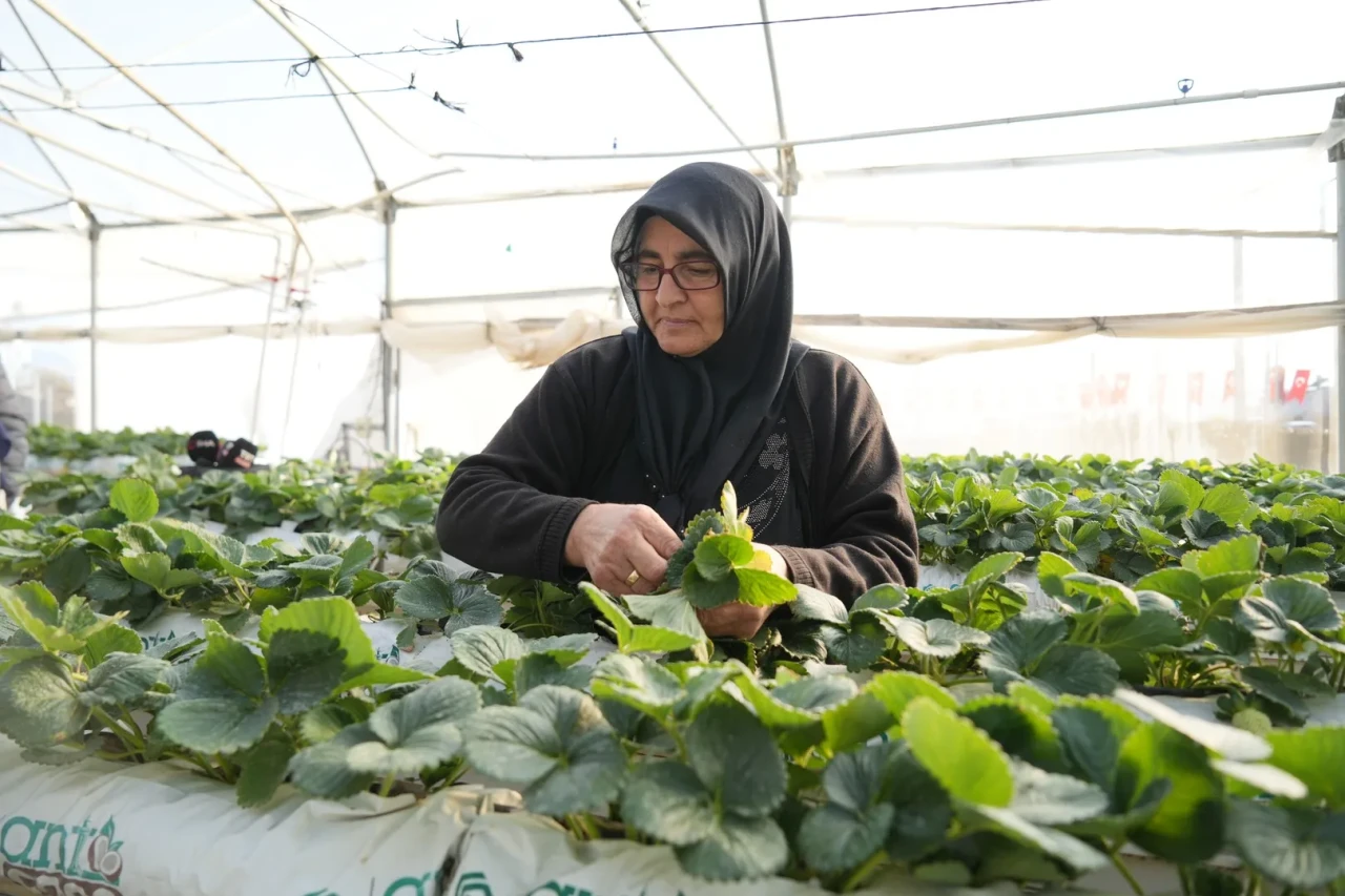 Niğde'de topraksız tarım yöntemiyle çilek üretimi kadın emeğiyle büyüyor