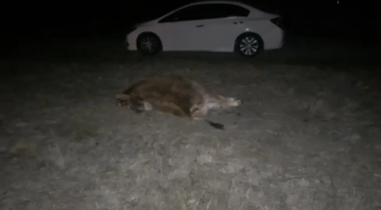 Çorum'un Alaca ilçesinde yola çıkan danaya çarpan otomobilde 2 kişi yaralandı