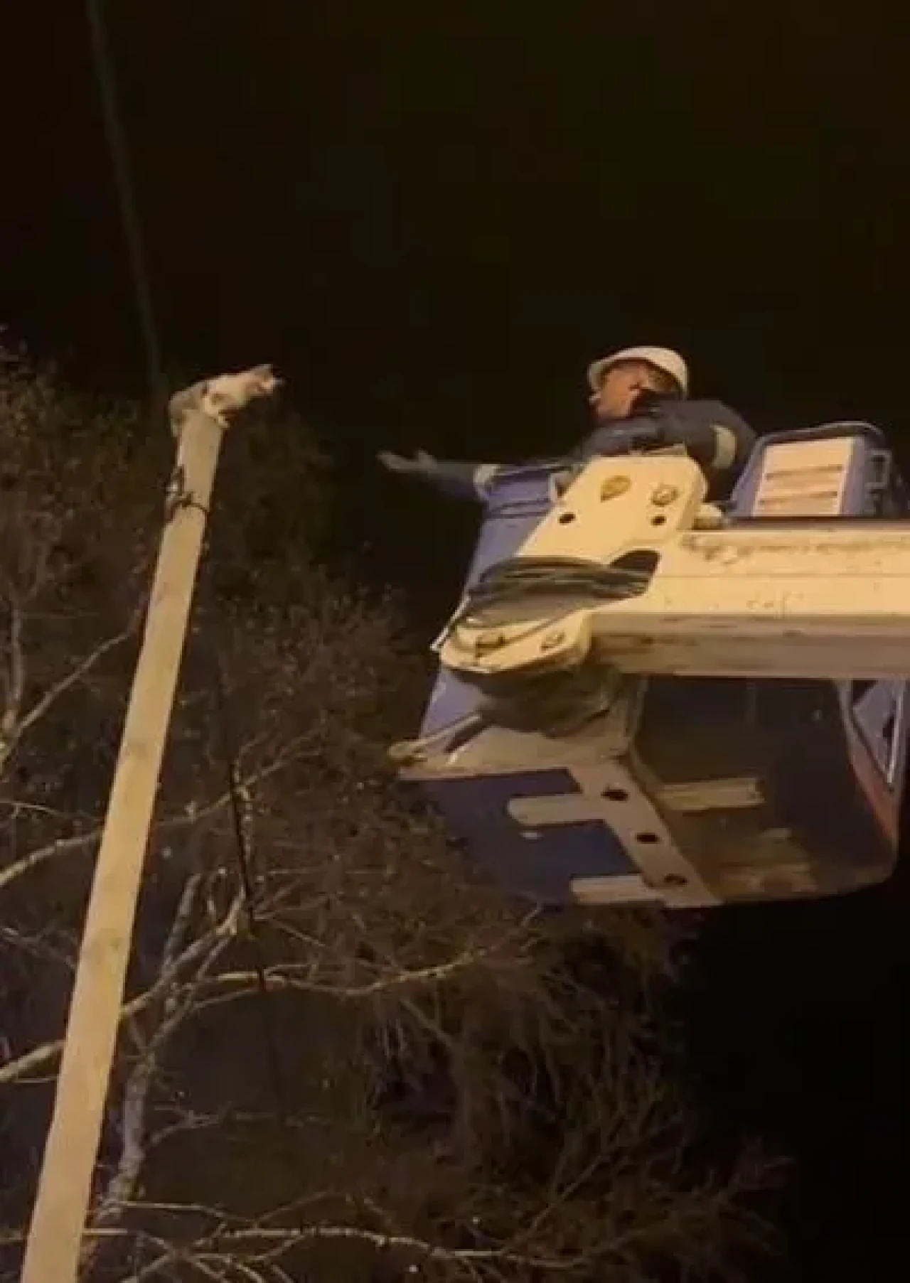 Ardahan'da direğin tepesinde mahsur kalan kedi Aras EDAŞ ekiplerince kurtarıldı