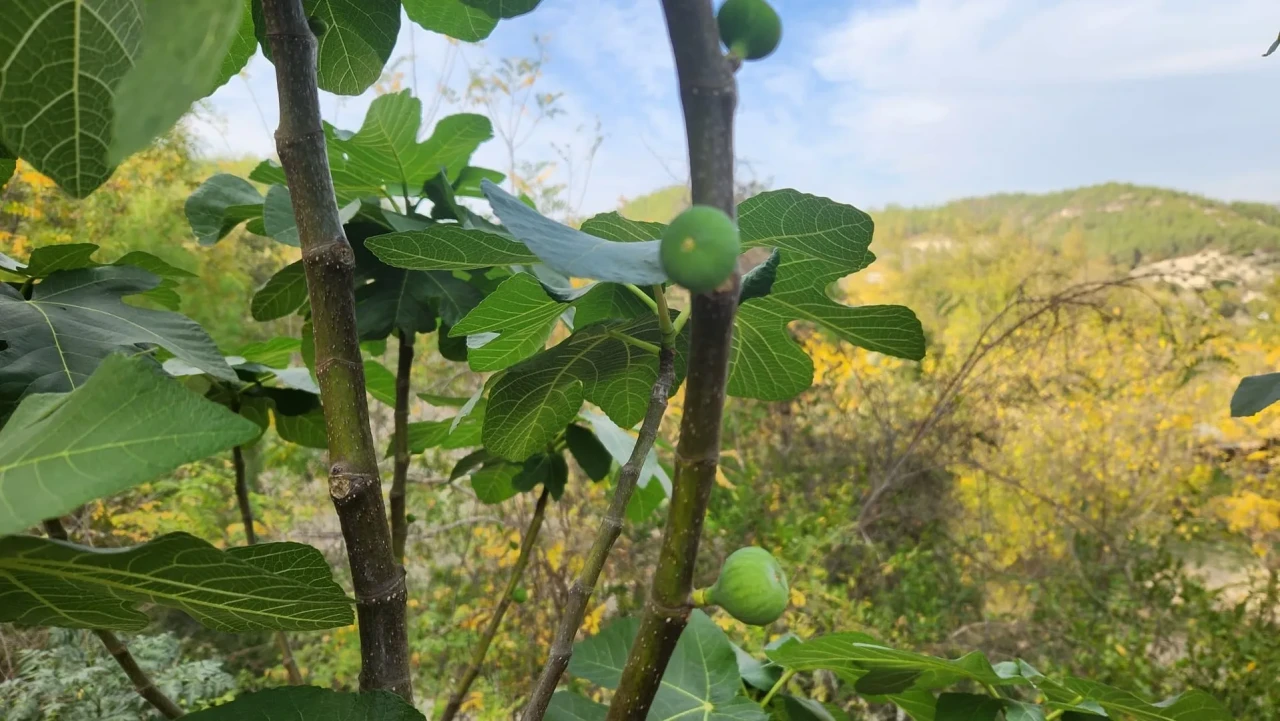 Osmaniye'nin Kadirli ilçesinde mevsim normallerinin üzerinde seyreden sıcaklıklar incir ağaçlarını şaşırttı