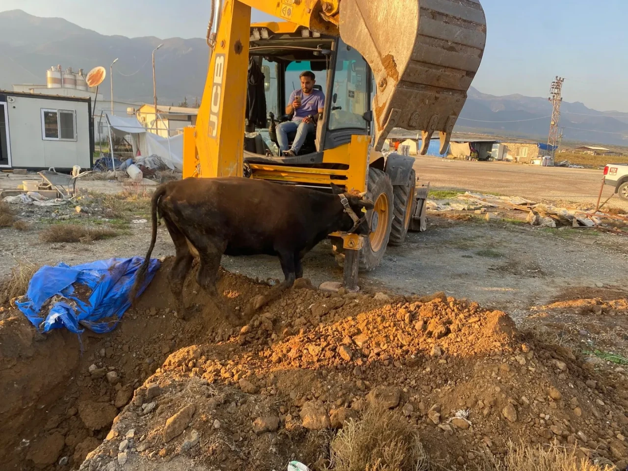 Hatay'da çukura düşen büyükbaş hayvan itfaiye tarafından kurtarıldı