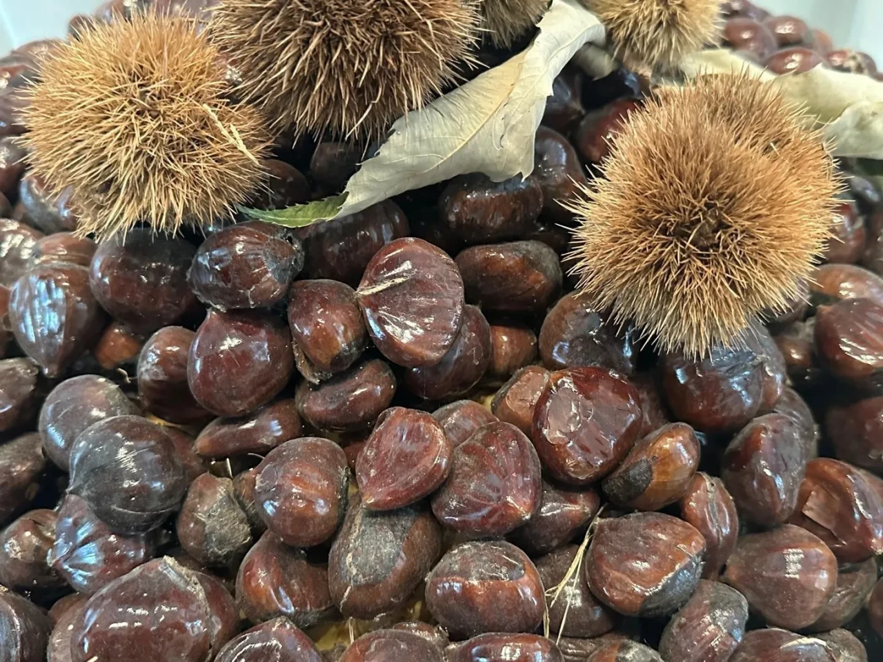 Bursa'da kestane üretimi ve hastalıklarla mücadele yöntemleri konuşuldu