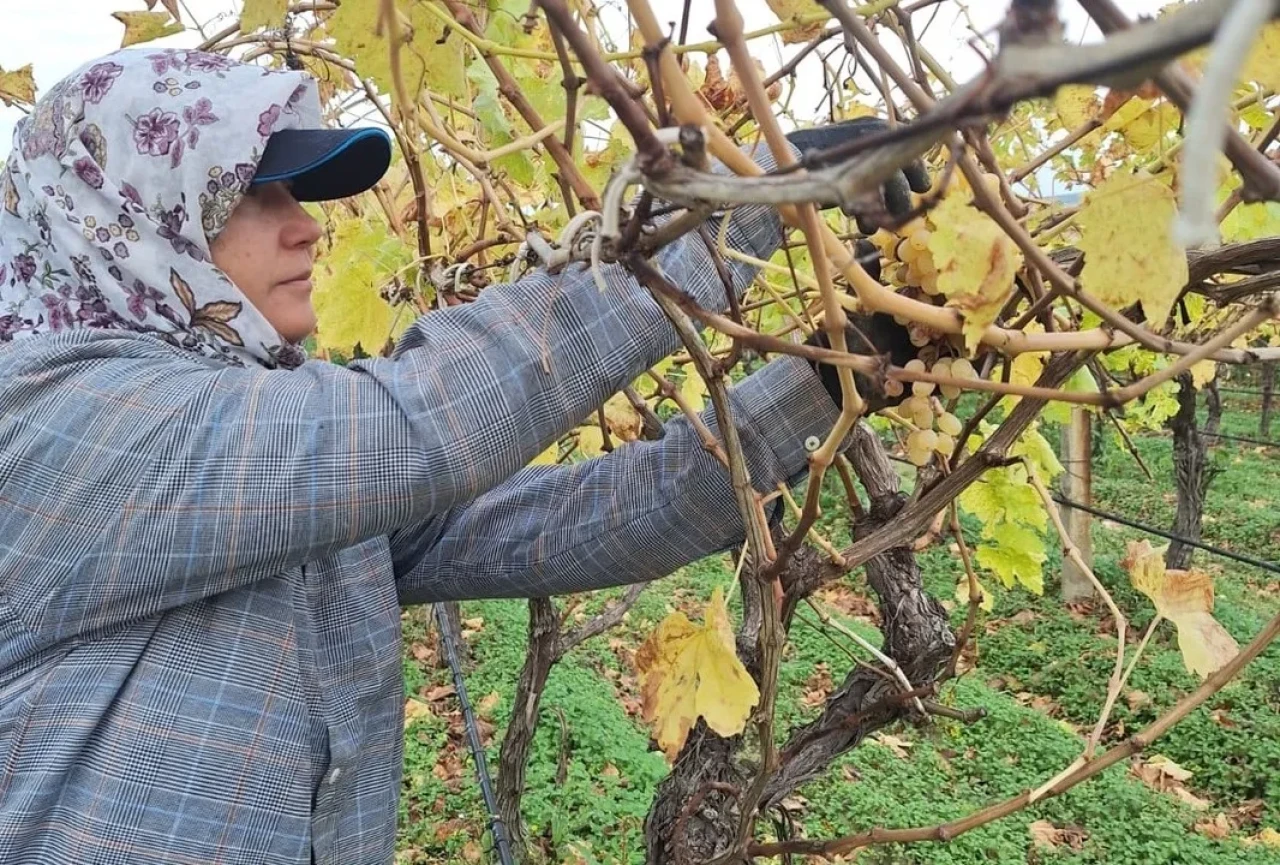 Manisa'da bağda kalan üzümler ev ekonomisine can suyu oluyor