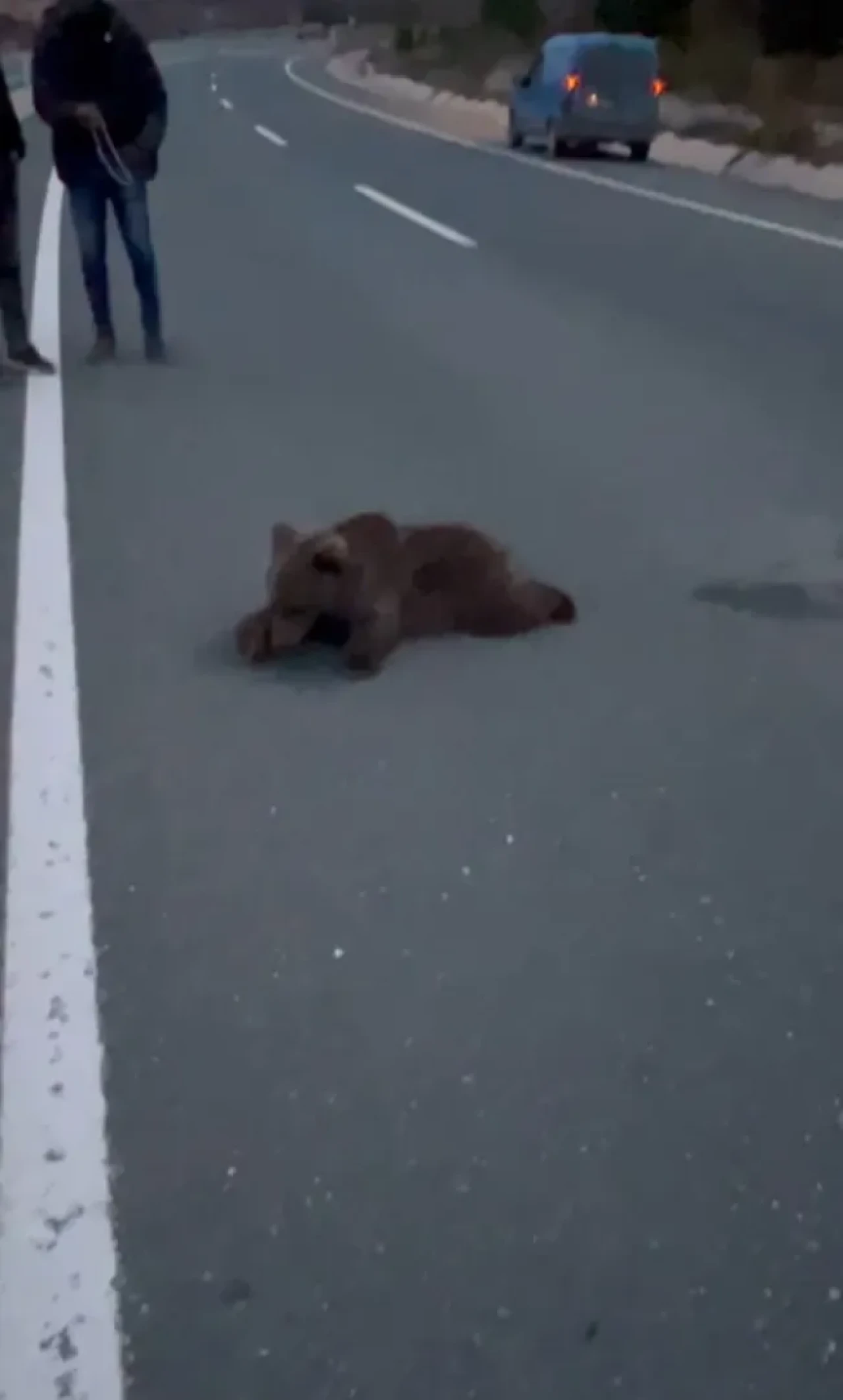 Safranbolu’da kara yolunda yaralı yavru ayı DKMP ekiplerine teslim edildi