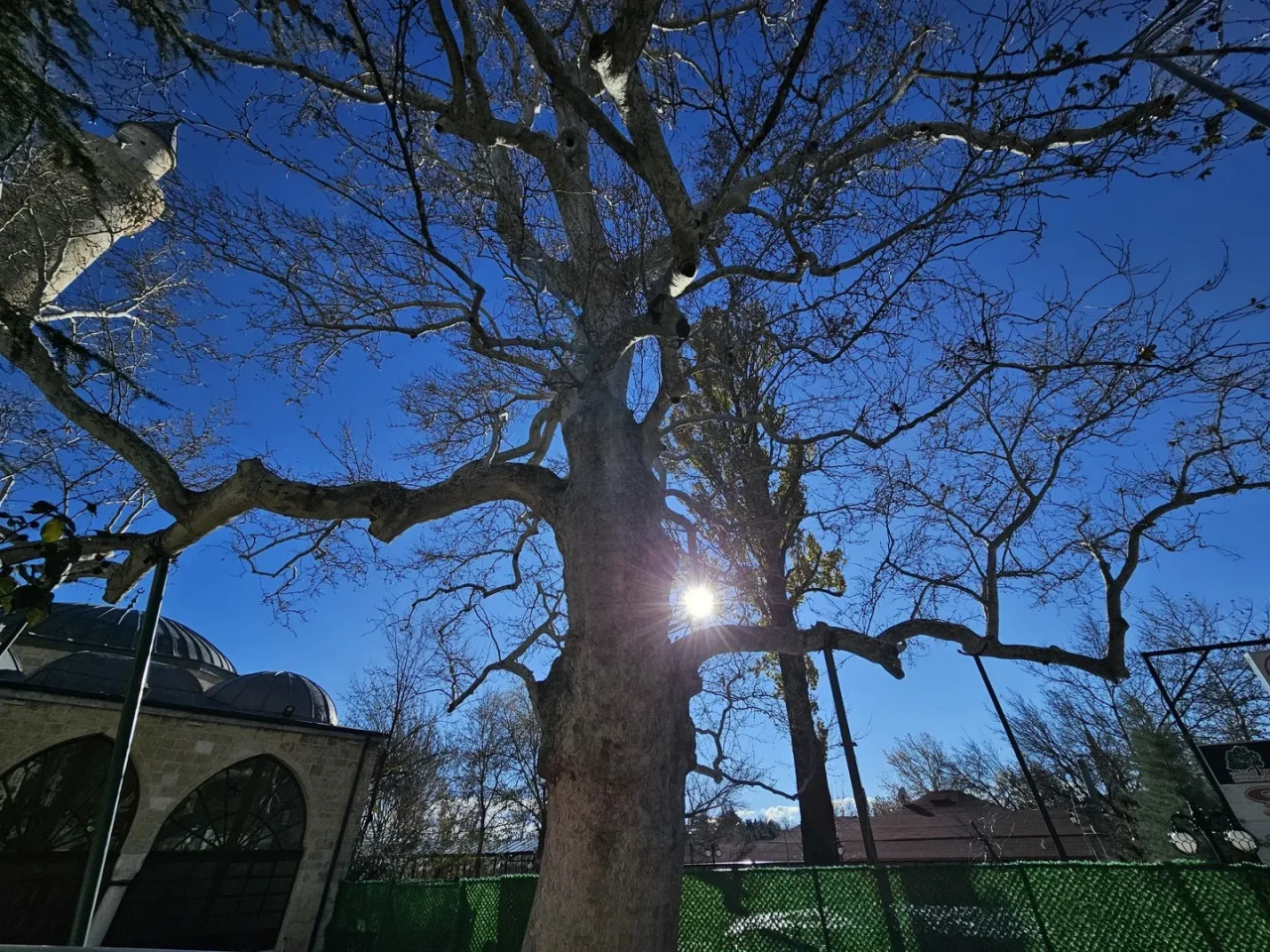 Elazığ'ın Harput Mahallesi'nde 300 yıllık çınar yıllara meydan okuyor