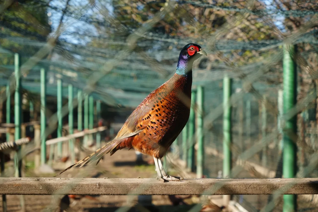 Samsun’da kahverengi kokarca ile mücadelede 3 bin sülün doğaya salındı