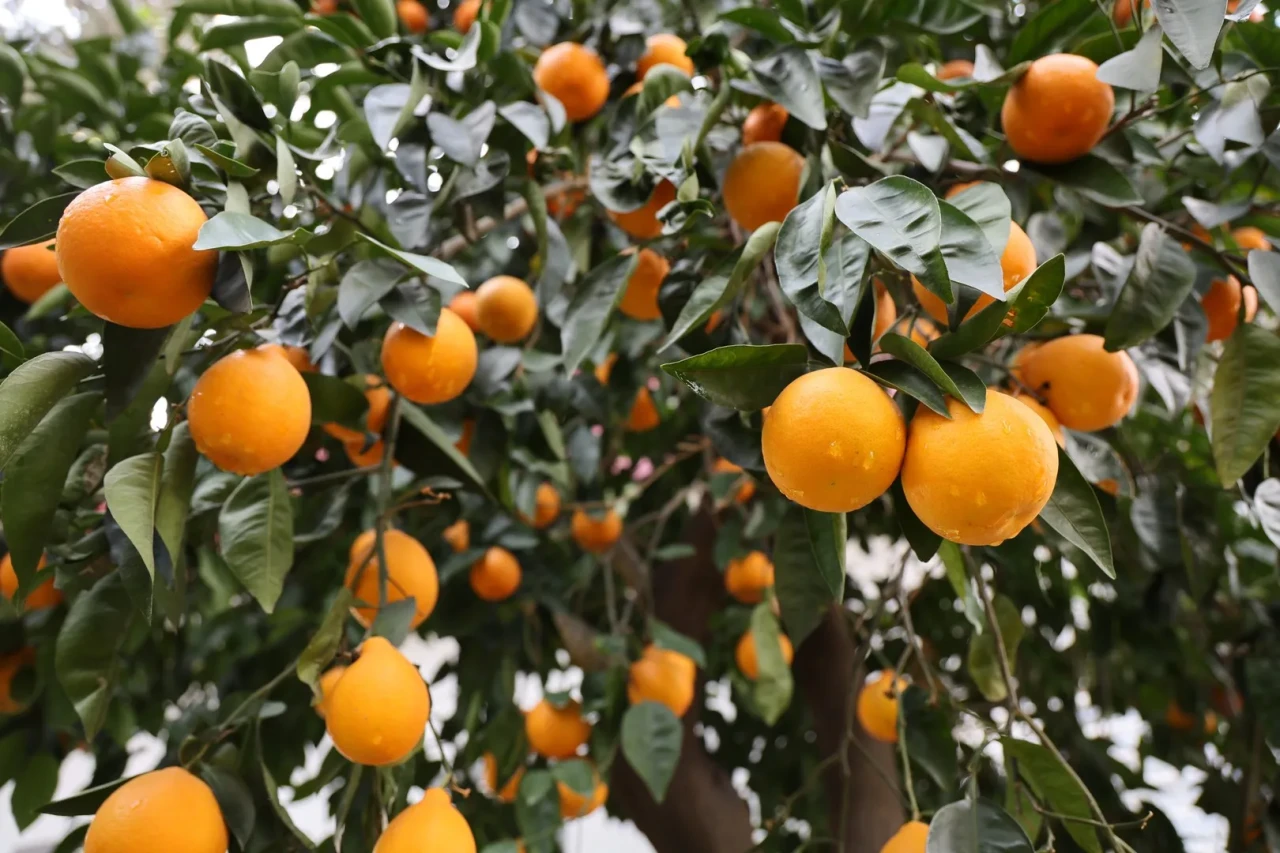 Adana'da 4 günlük yağmur çiftçiyi sevindirdi