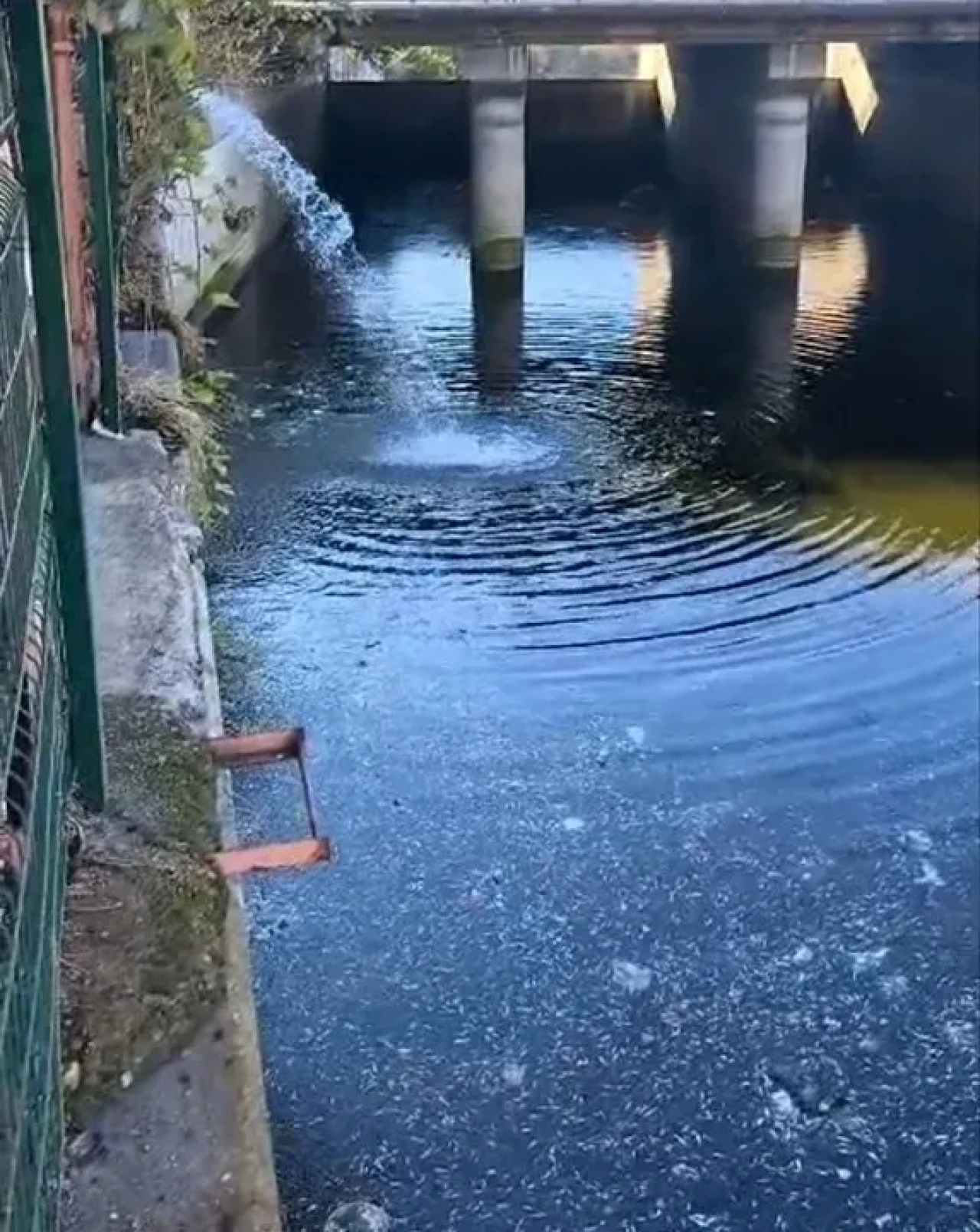 Adana’da kuraklık nedeniyle Seyhan Nehri’ndeki balıklar telef oldu