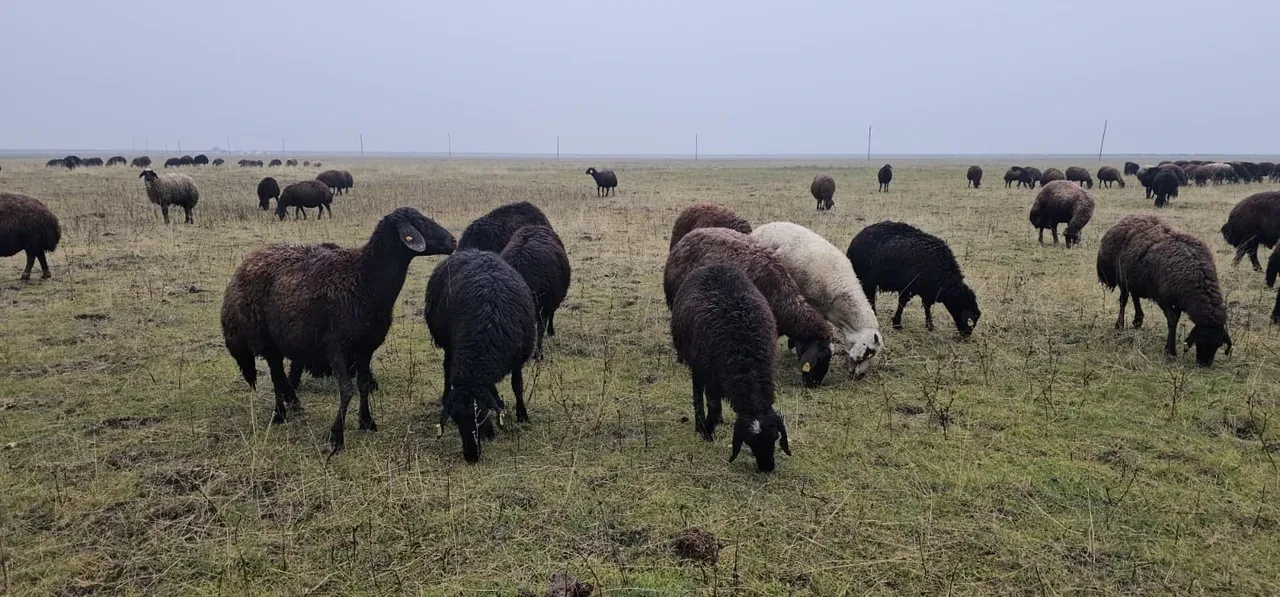 Muş'un Hasköy ilçesinde hava sıcaklığının mevsim normallerinin üzerinde seyretmesi besicileri sevindirdi