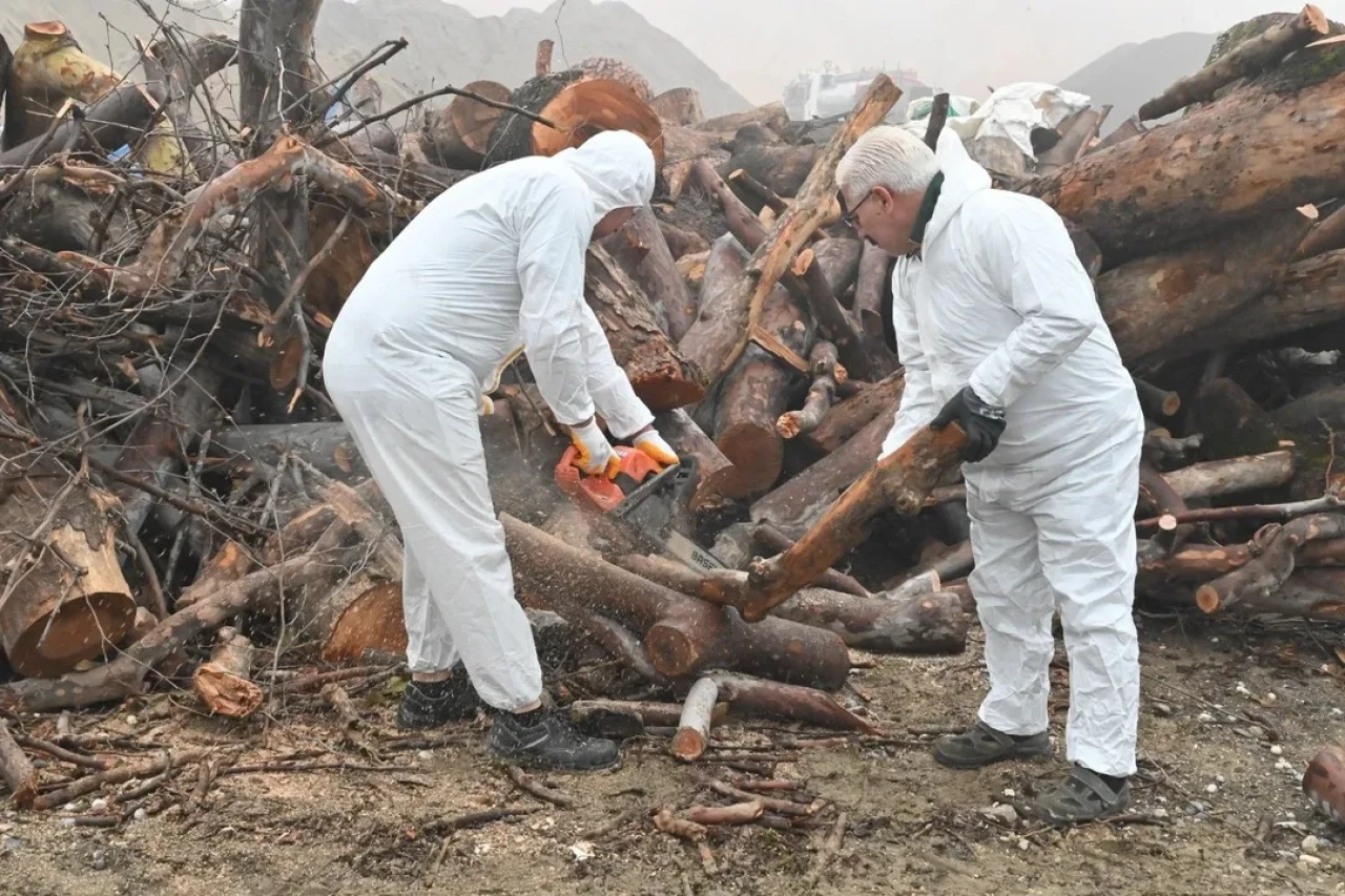 Manisa'da budanan ağaç dalları ihtiyaç sahiplerini ısıtıyor