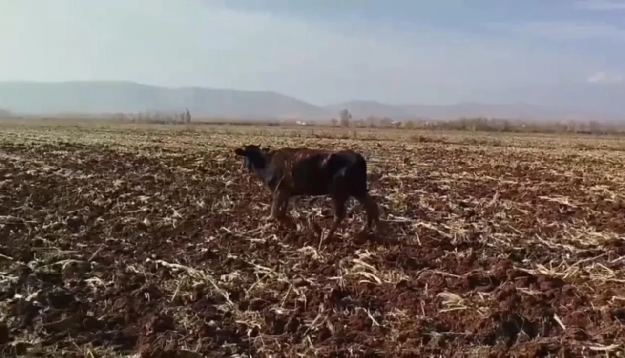Şanlıurfa'da tahliye kanalına düşen inek itfaiye ekiplerince kurtarıldı