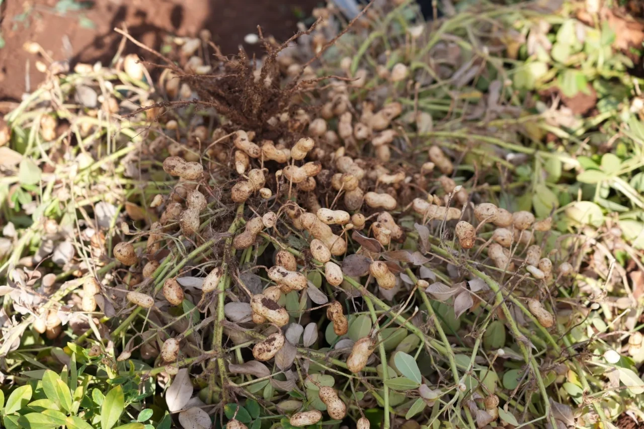 Adıyaman'da yer fıstığı hasadı ve sera çalışmaları başarıyla tamamlandı