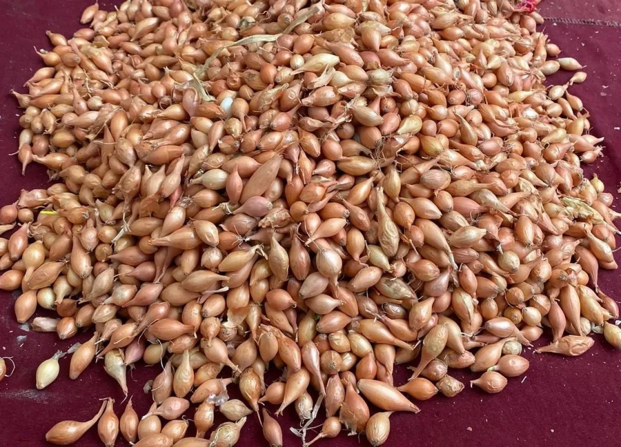 Manisa'da soğan üreticilerine dikim için ideal zamanın geldiği uyarısı yapıldı