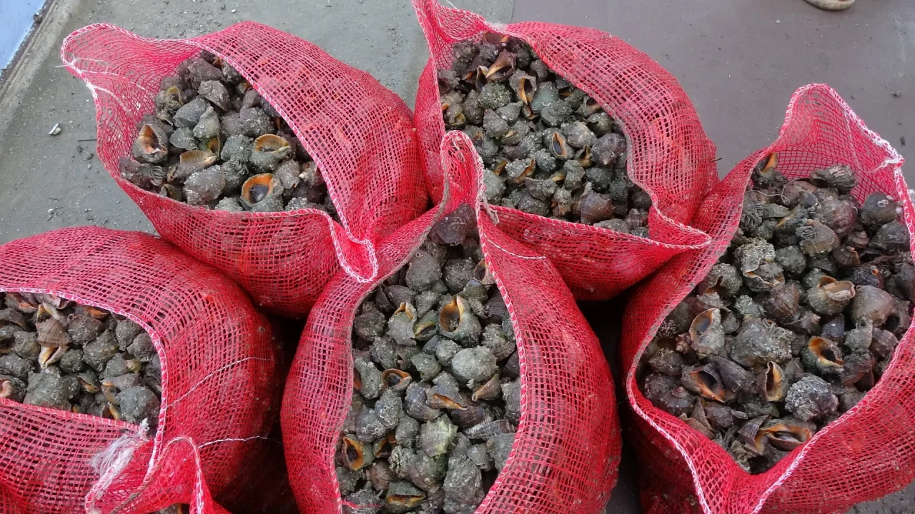 Karadeniz’de deniz salyangozu ve taraklı medüz ekosistemi tehdit ediyor